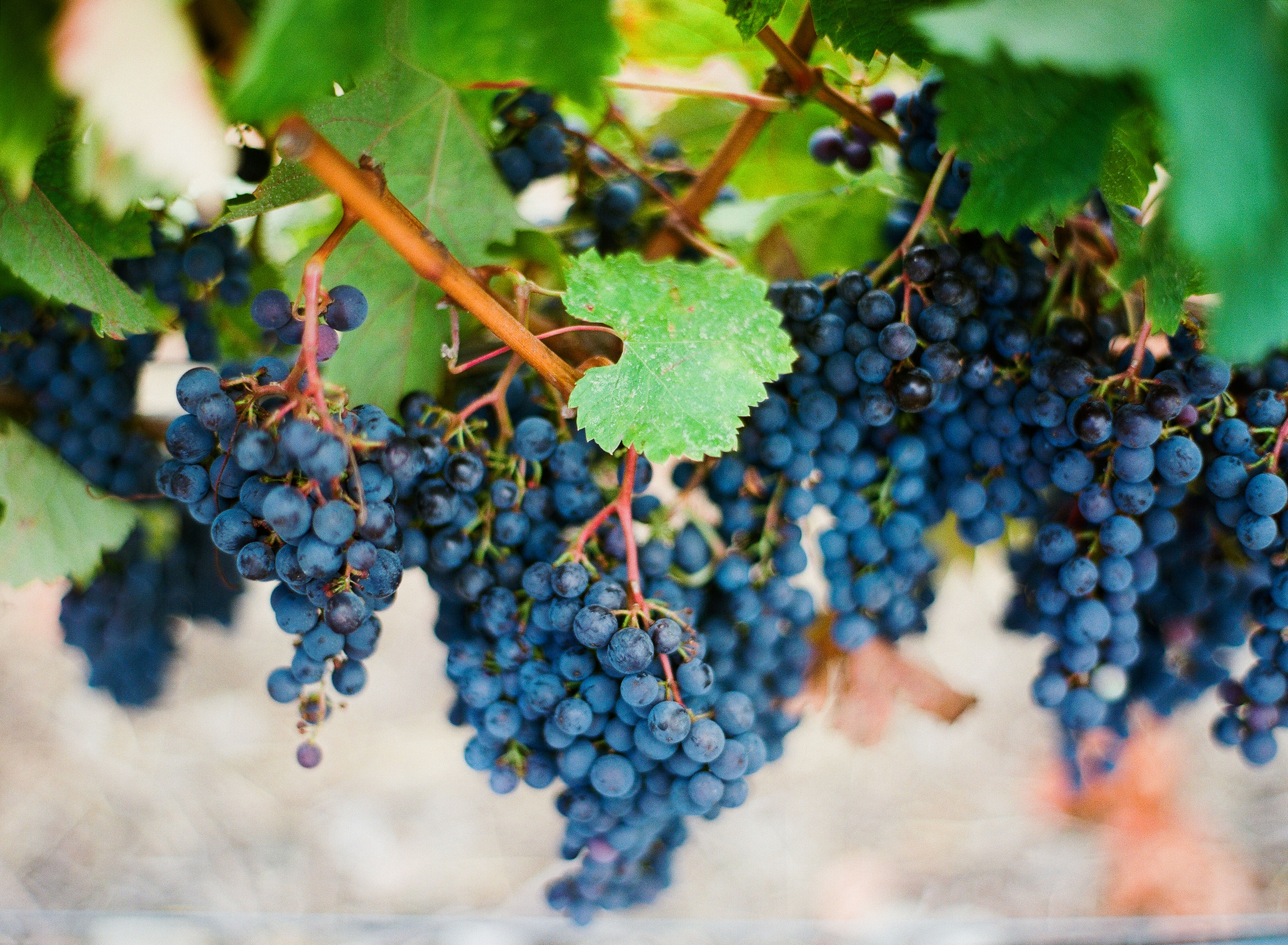 Red wine grapes