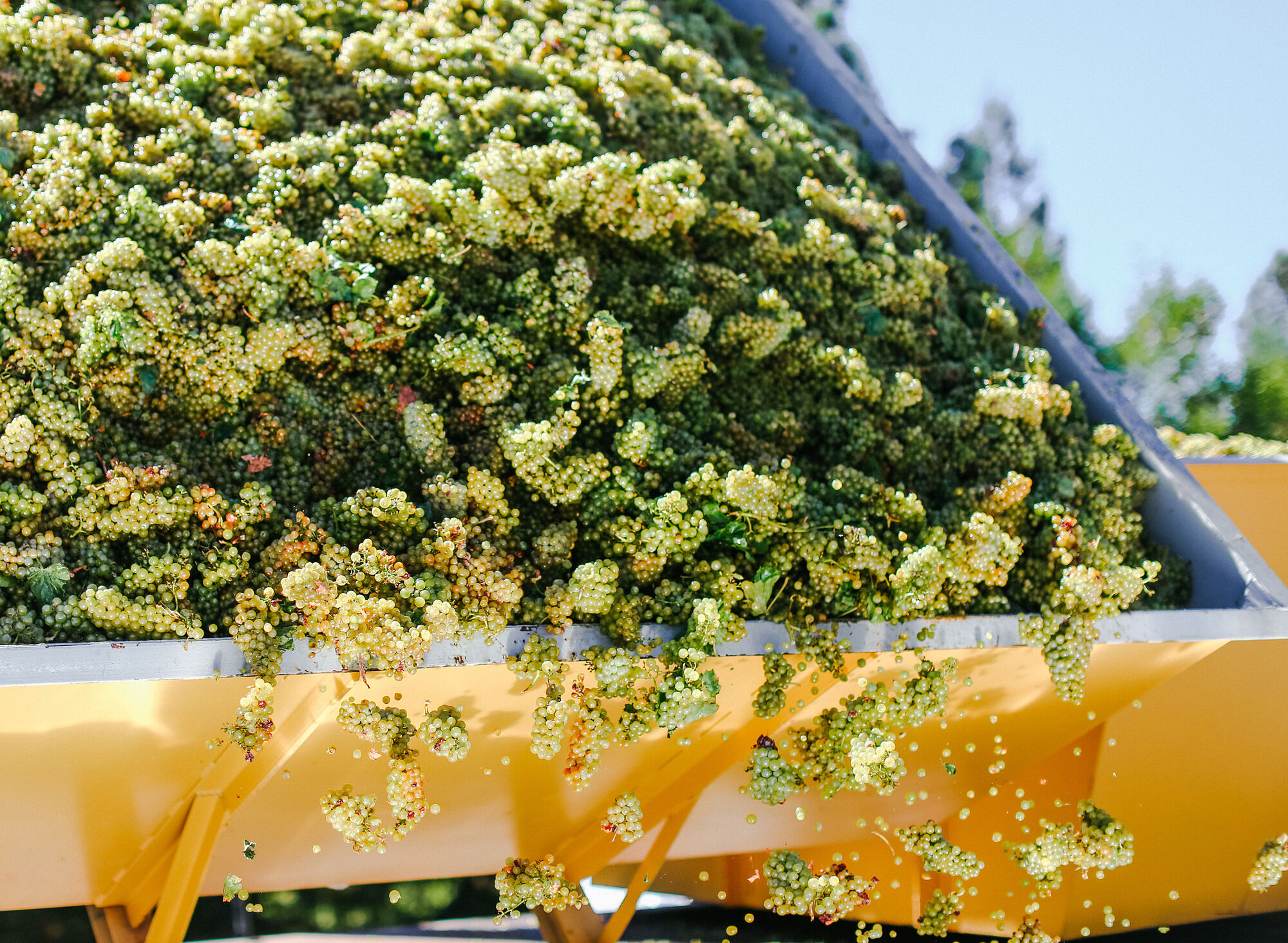 Wine harvest grapes
