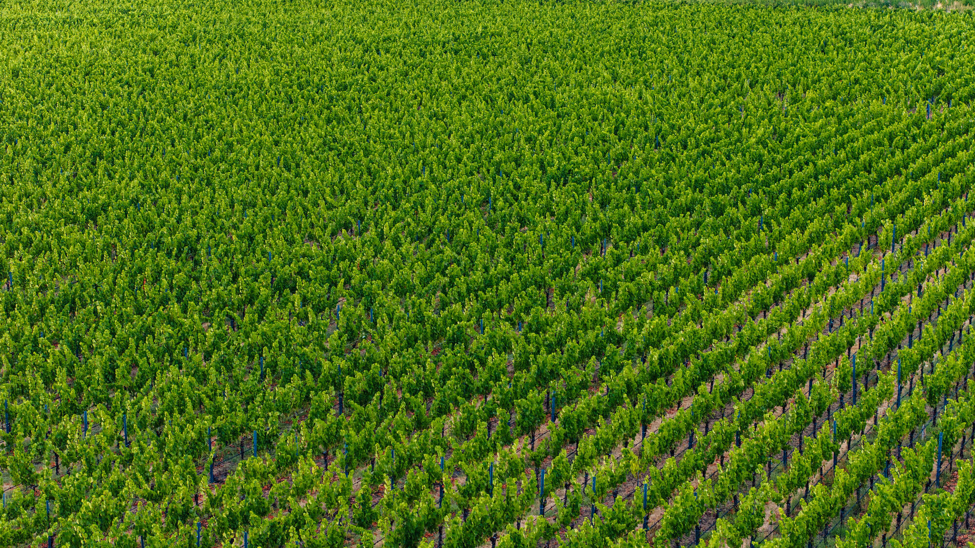 Vineyards