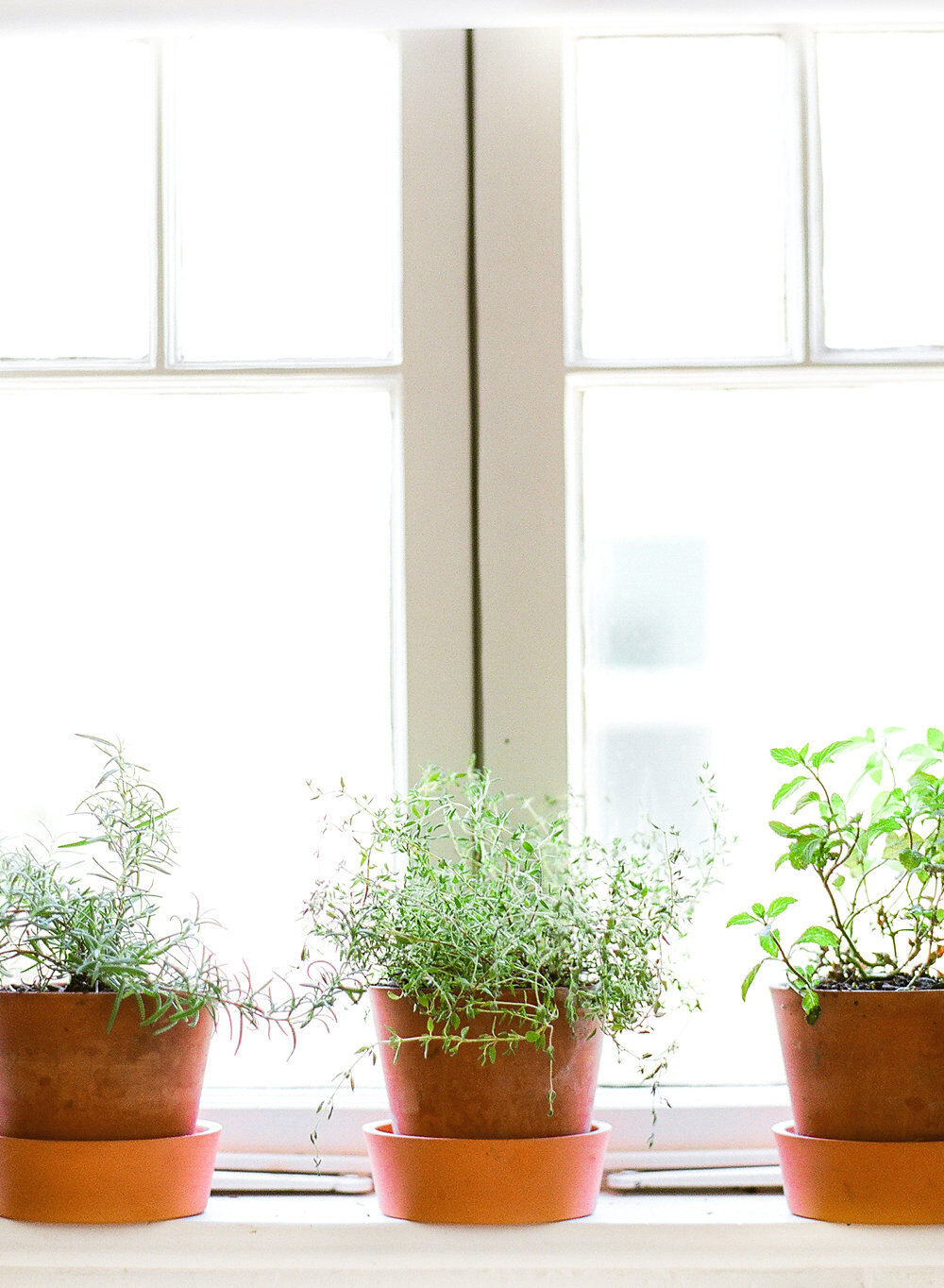 Herb garden Herb garden
