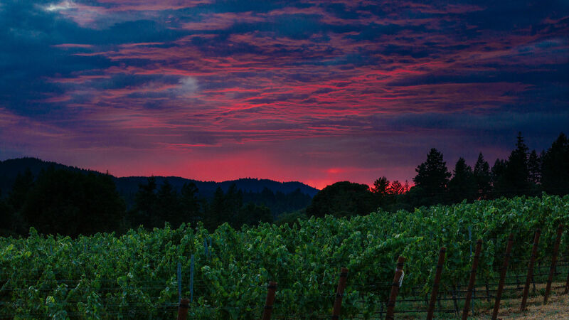 Estates Collection Anderson Valley Pinot Noir