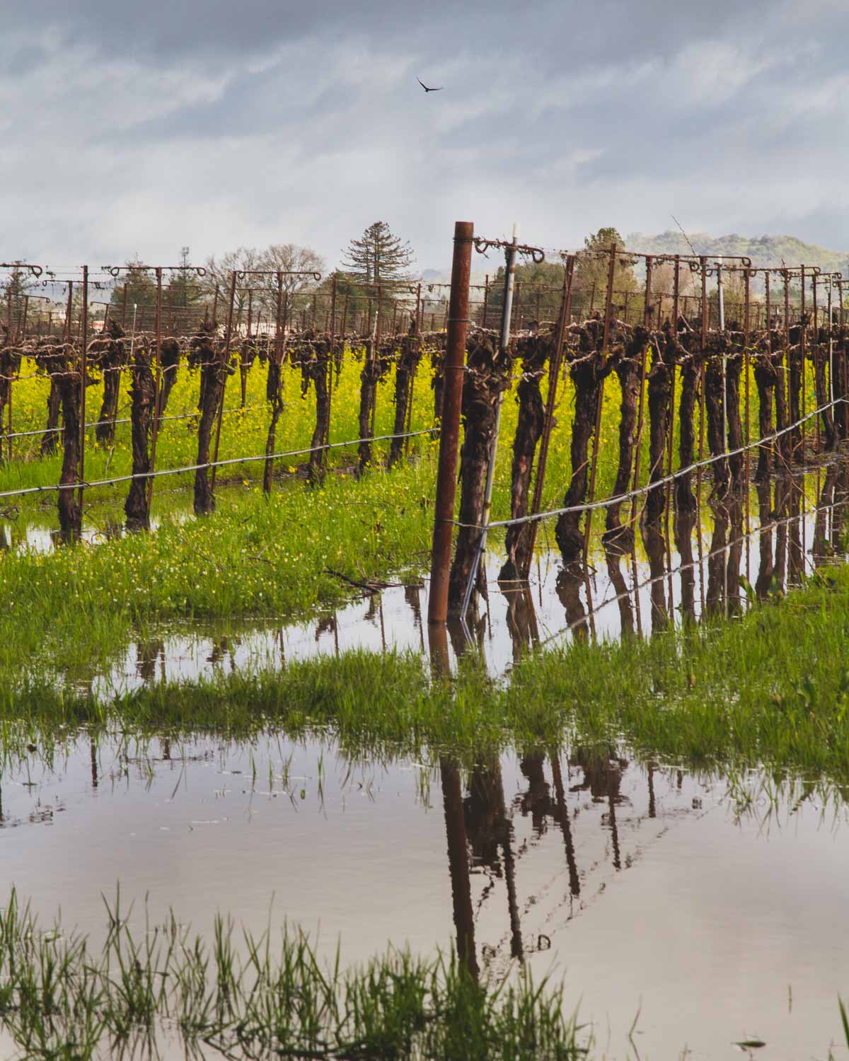 While not having a vineyard parched dry seems good, what do extremely wet conditions do to grape vines?