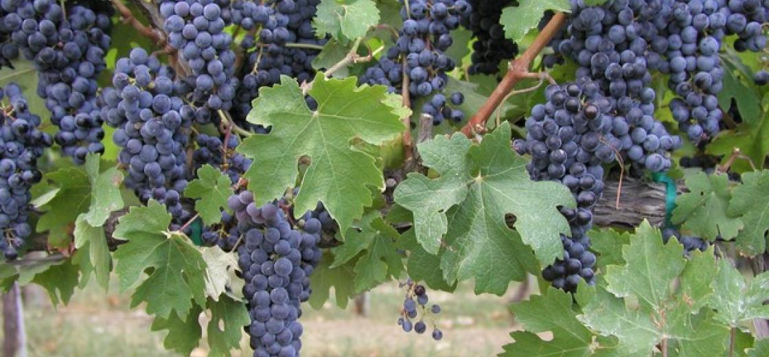 Grape Clusters On The Vine