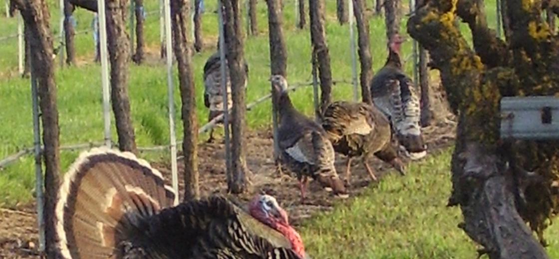 Turkeys At The Wine Center