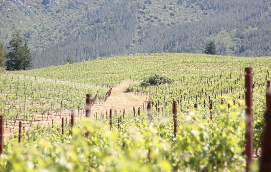 Vineyard And Mountain