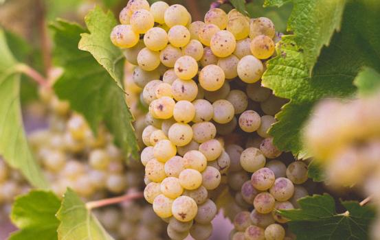 kendall-jackson chardonnay grapes