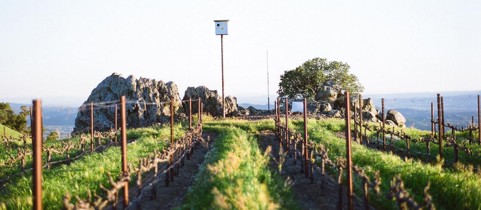 Sustainably farmed vineyards at Kendall-Jackson.