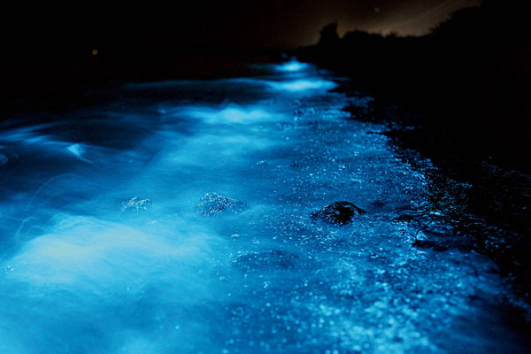 Tomales Bay Bioluminescence 